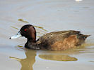 Southern Pochard (WWT Slimbridge 09/04/11) ©Nigel Key