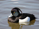 Tufted Duck (WWT Slimbridge 09/04/11) ©Nigel Key