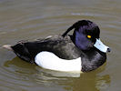 Tufted Duck (WWT Slimbridge 09/04/11) ©Nigel Key