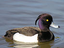 Tufted Duck (WWT Slimbridge 09/04/11) ©Nigel Key