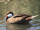 White-Cheeked Pintail (WWT Slimbridge 09/04/11) ©Nigel Key