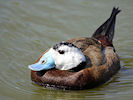 White-Headed Duck (WWT Slimbridge 09/04/11) ©Nigel Key