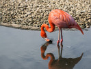 American Flamingo (WWT Slimbridge 15/08/11) ©Nigel Key