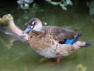 Brazilian Duck (WWT Slimbridge 15/08/11) ©Nigel Key