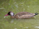 Brazilian Duck (WWT Slimbridge 15/08/11) ©Nigel Key