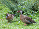 Brazilian Duck (WWT Slimbridge 15/08/11) ©Nigel Key