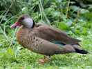 Brazilian Duck (WWT Slimbridge 15/08/11) ©Nigel Key