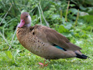 Brazilian Duck (WWT Slimbridge 15/08/11) ©Nigel Key