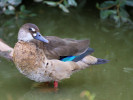 Brazilian Duck (WWT Slimbridge 15/08/11) ©Nigel Key