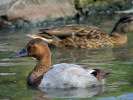 Canvasback (WWT Slimbridge 15/08/11) ©Nigel Key