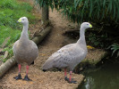 Cape Barren Goose (WWT Slimbridge 15/08/11) ©Nigel Key