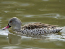 Cape Teal (WWT Slimbridge 15/08/11) ©Nigel Key