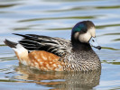 Chiloe Wigeon (WWT Slimbridge 15/08/11) ©Nigel Key