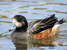 Chiloe Wigeon (WWT Slimbridge 15/08/11) ©Nigel Key