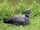 Crested Screamer (WWT Slimbridge 15/08/11) ©Nigel Key