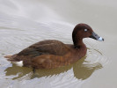 Ferruginous Duck (WWT Slimbridge 15/08/11) ©Nigel Key