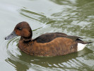 Ferruginous Duck (WWT Slimbridge 15/08/11) ©Nigel Key