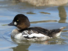 Goldeneye (WWT Slimbridge 15/08/11) ©Nigel Key