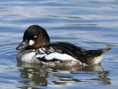 Goldeneye (WWT Slimbridge 15/08/11) ©Nigel Key