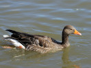 Greylag Goose (WWT Slimbridge 15/08/11) ©Nigel Key
