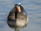 Greylag Goose (WWT Slimbridge 15/08/11) ©Nigel Key