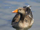 Greylag Goose (WWT Slimbridge 15/08/11) ©Nigel Key