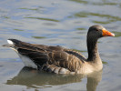 Greylag Goose (WWT Slimbridge 15/08/11) ©Nigel Key