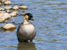 Hawaiian Goose (WWT Slimbridge 15/08/11) ©Nigel Key