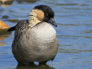 Hawaiian Goose (WWT Slimbridge 15/08/11) ©Nigel Key