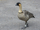 Hawaiian Goose (WWT Slimbridge 15/08/11) ©Nigel Key