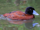 Maccoa (WWT Slimbridge 15/08/11) ©Nigel Key