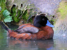 Maccoa (WWT Slimbridge 15/08/11) ©Nigel Key