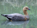 Magellan Goose (WWT Slimbridge 15/08/11) ©Nigel Key