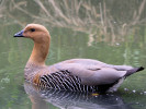 Magellan Goose (WWT Slimbridge 15/08/11) ©Nigel Key