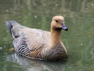 Magellan Goose (WWT Slimbridge 15/08/11) ©Nigel Key