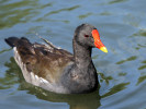 Moorhen (WWT Slimbridge 15/08/11) ©Nigel Key