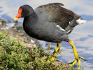 Moorhen (WWT Slimbridge 15/08/11) ©Nigel Key