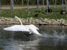 Mute Swan (WWT Slimbridge 15/08/11) ©Nigel Key