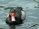 Rosybill (WWT Slimbridge 15/08/11) ©Nigel Key