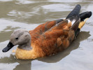 South African Shelduck (WWT Slimbridge 15/08/11) ©Nigel Key