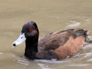 Southern Pochard (WWT Slimbridge 15/08/11) ©Nigel Key