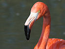 American Flamingo (WWT Slimbridge 25/03/11) ©Nigel Key