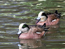 American Wigeon (WWT Slimbridge 25/03/11) ©Nigel Key