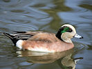 American Wigeon (WWT Slimbridge 25/03/11) ©Nigel Key