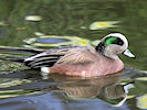 American Wigeon (WWT Slimbridge 25/03/11) ©Nigel Key