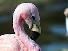 Andean Flamingo (WWT Slimbridge 25/03/11) ©Nigel Key