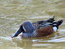 Australian Shoveler (WWT Slimbridge 25/03/11) ©Nigel Key