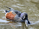 Australian Shoveler (WWT Slimbridge 25/03/11) ©Nigel Key