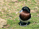 Baer's Pochard (WWT Slimbridge 25/03/11) ©Nigel Key