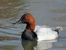 Canvasback (WWT Slimbridge 25/03/11) ©Nigel Key